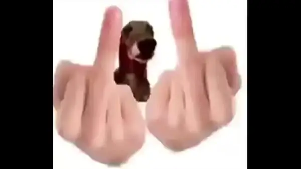 cachorro arrombado